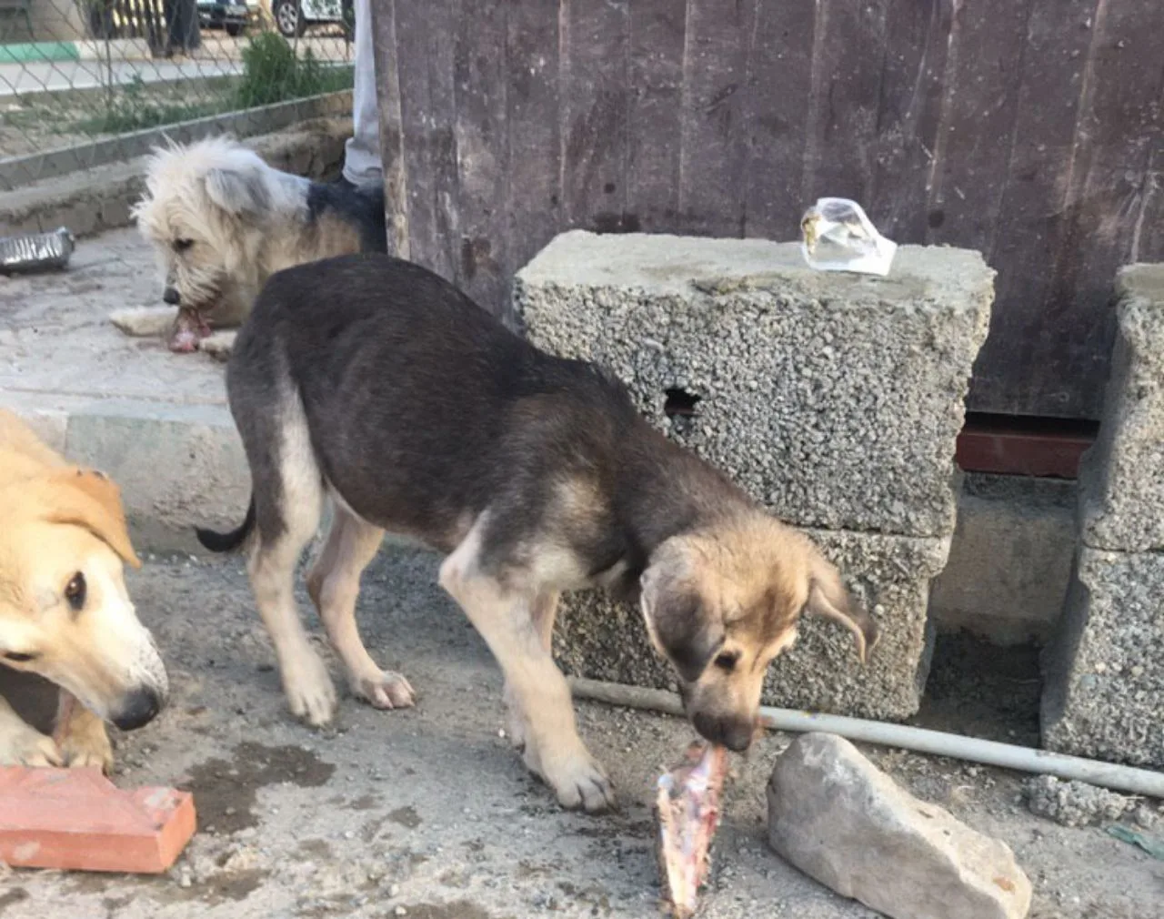 Chitgar Animal Kindness Village