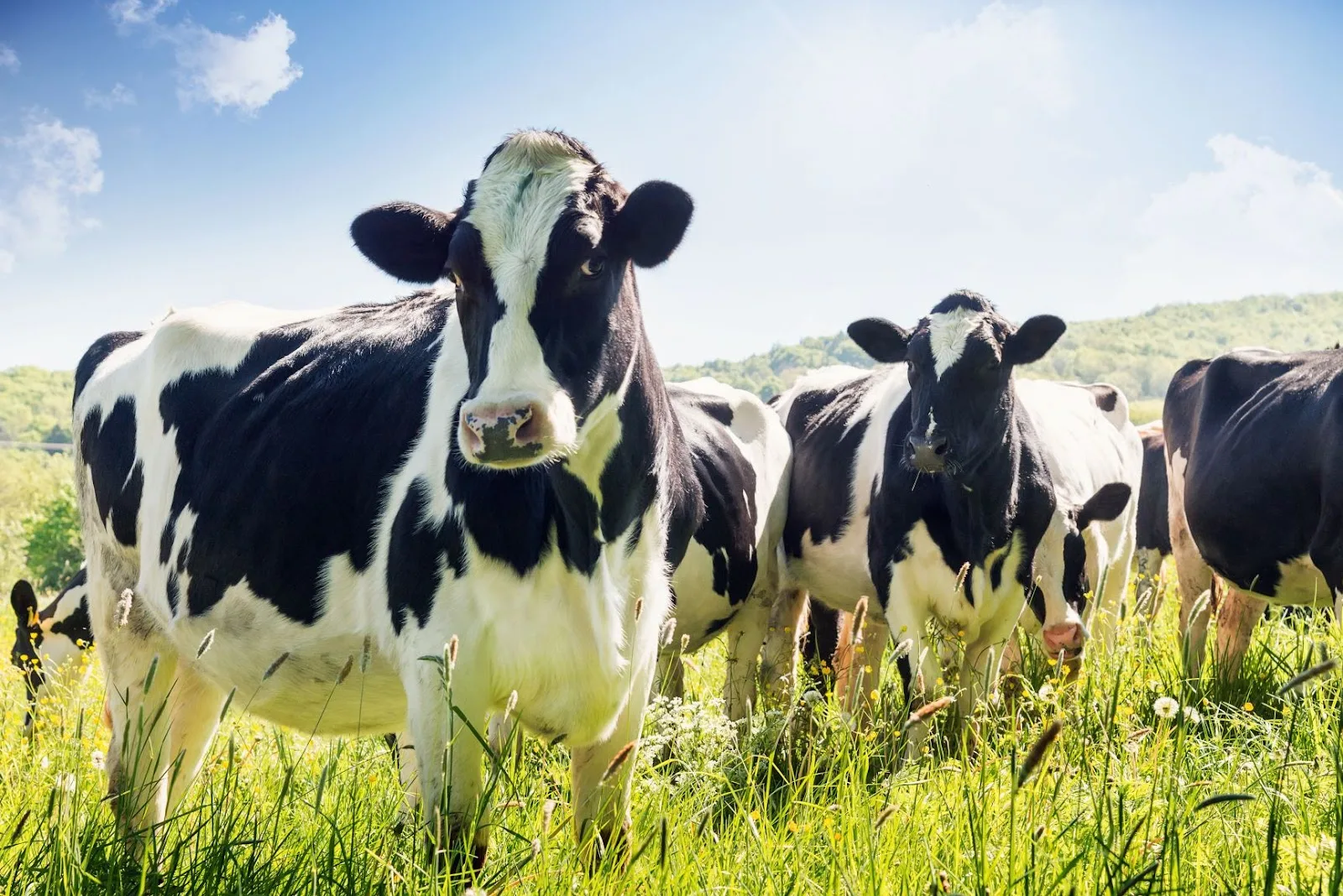 Queensland Farmers' Federation