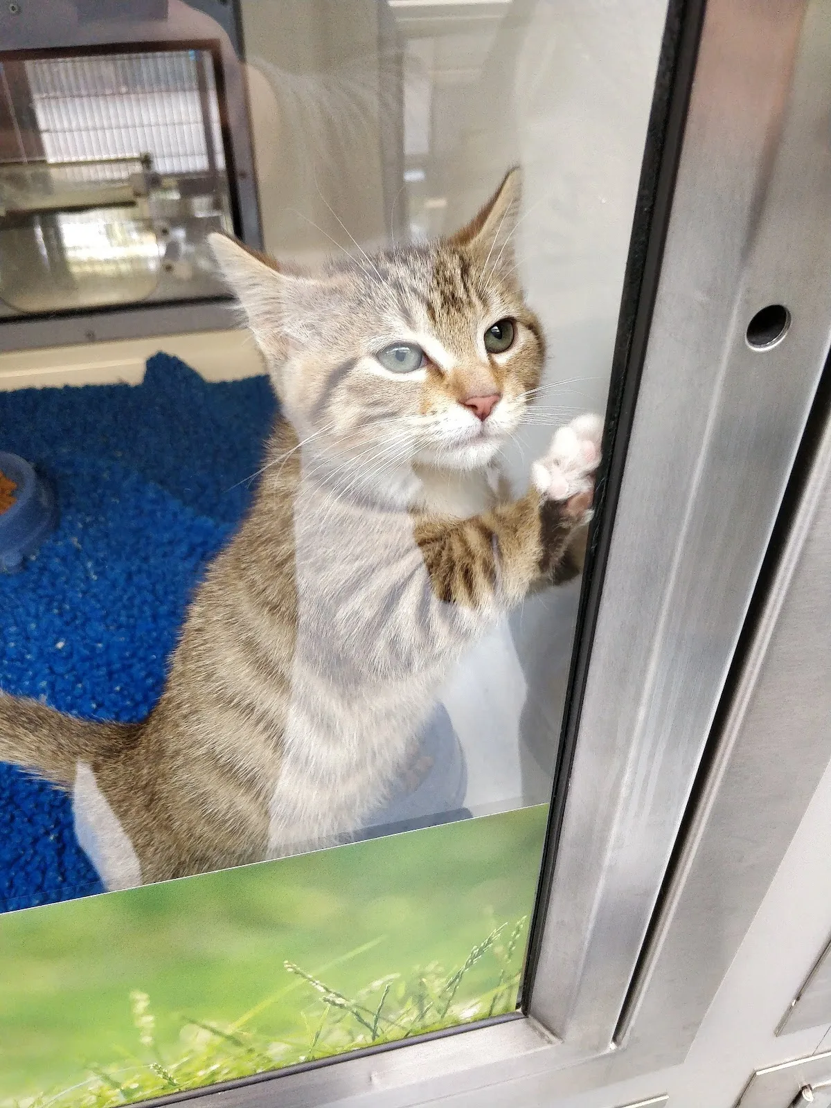 Cats Protection - United Kingdom National Cat Centre