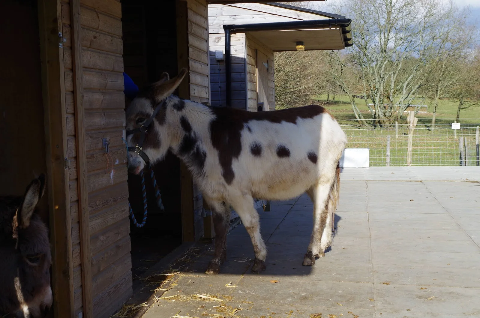 Cats Protection - United Kingdom National Cat Centre