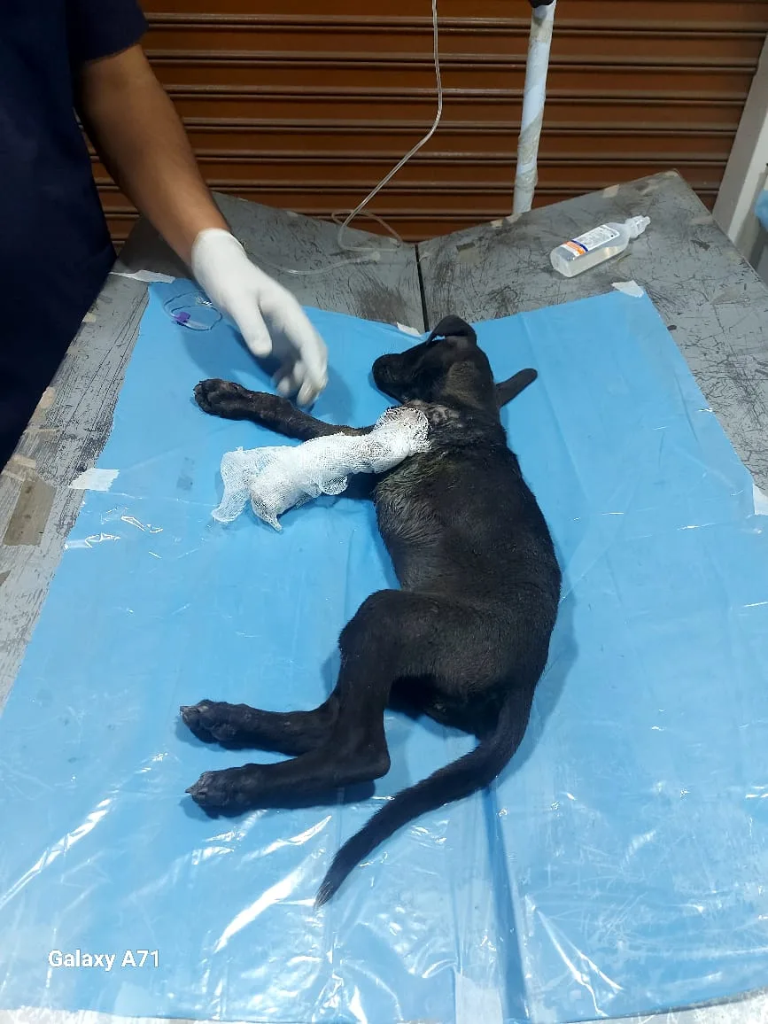 K9 Safe Animal