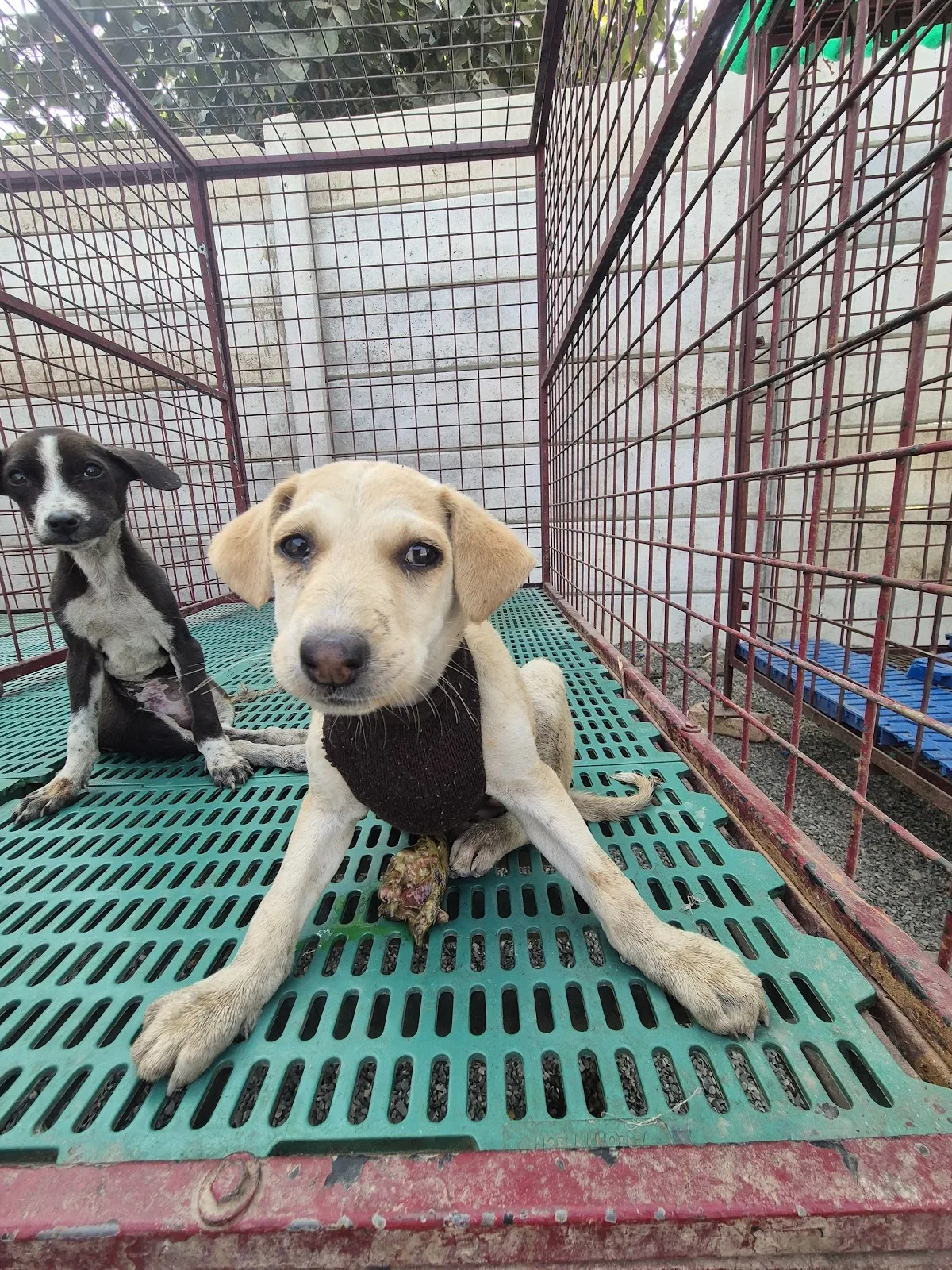 K9 Safe Animal