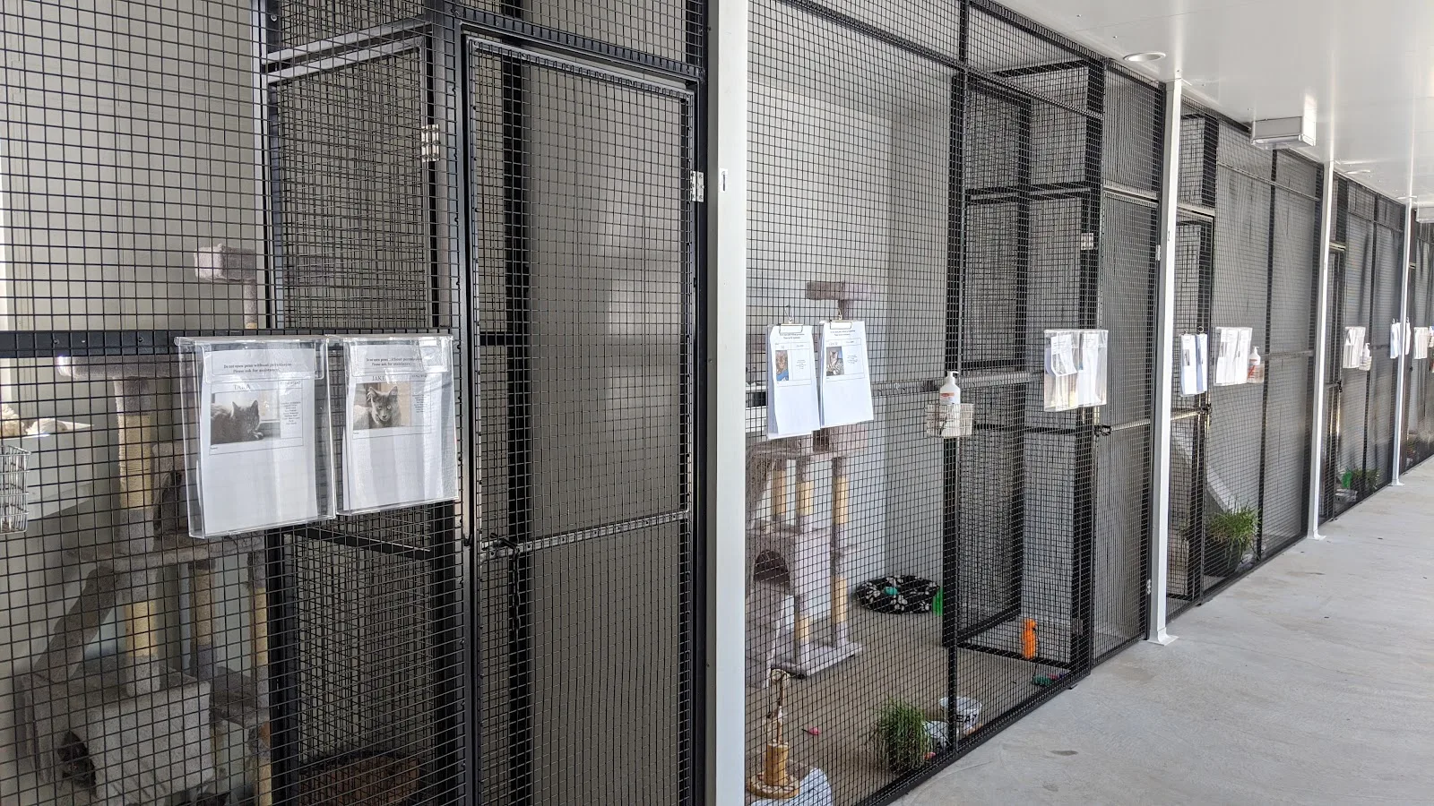 Blue Cross Animals Society of Victoria