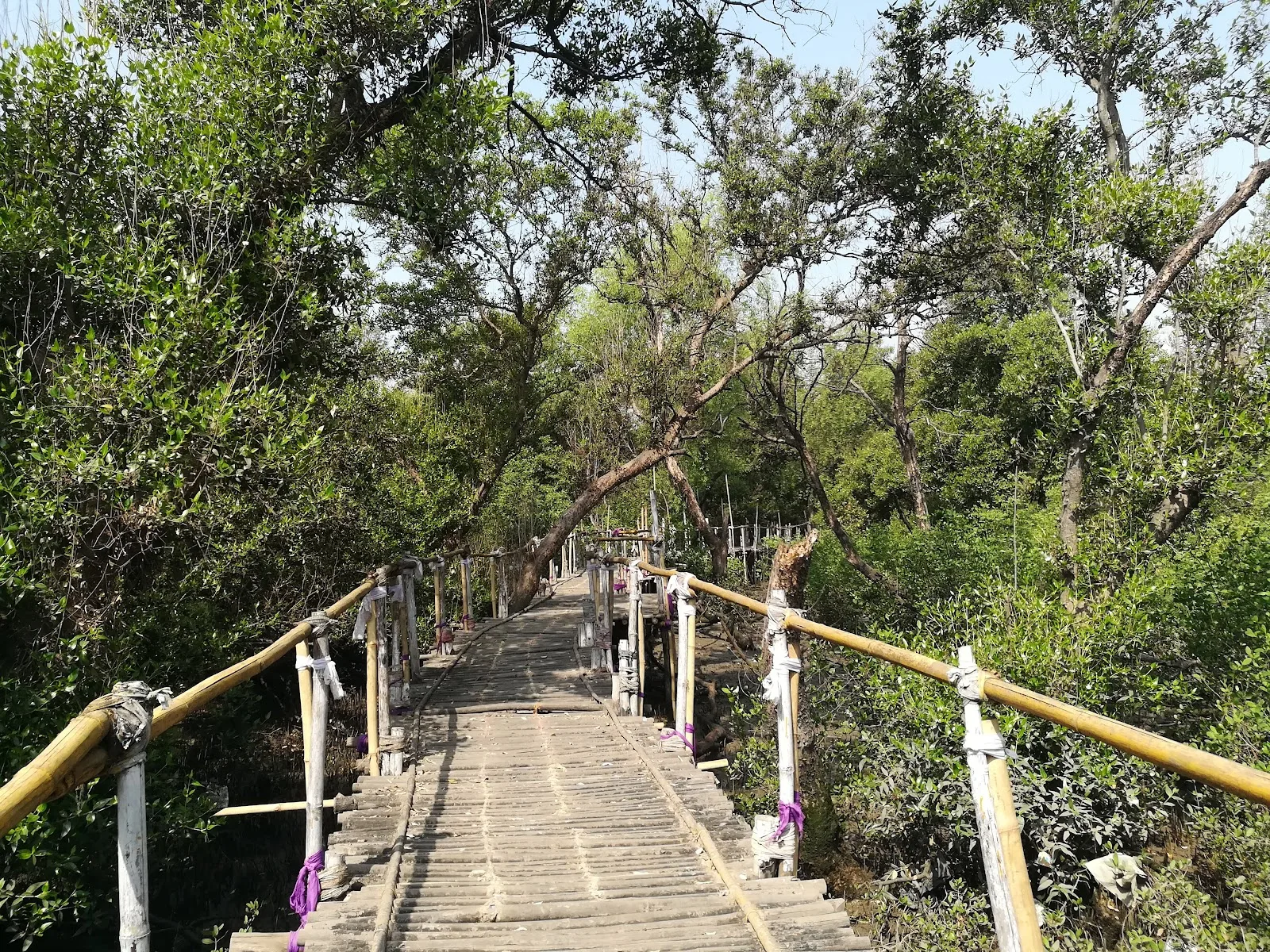 Coastal & Marine Biodiversity Centre, Diva koliwada