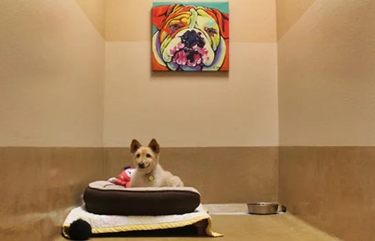 SS Dog Walker & Boarding Centre
