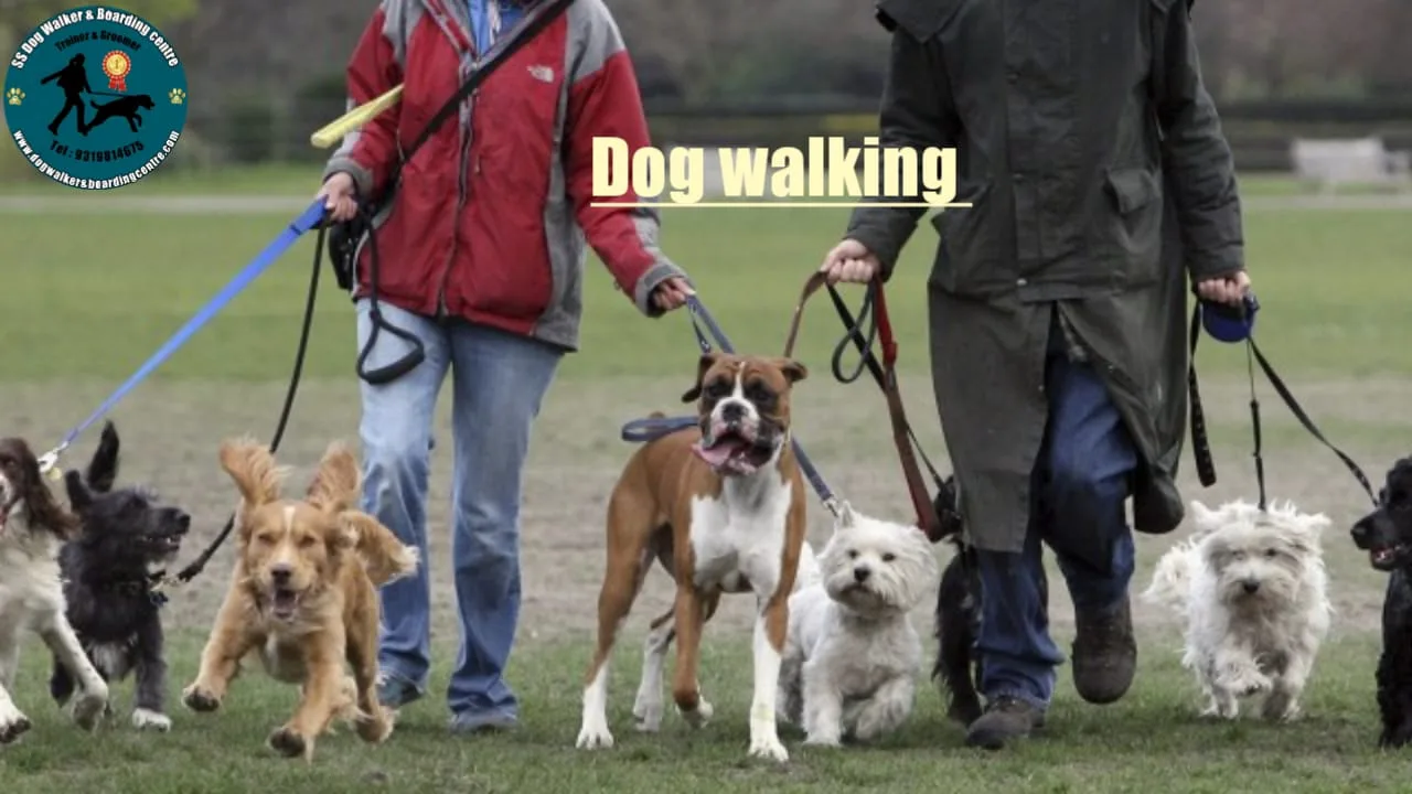 SS Dog Walker & Boarding Centre