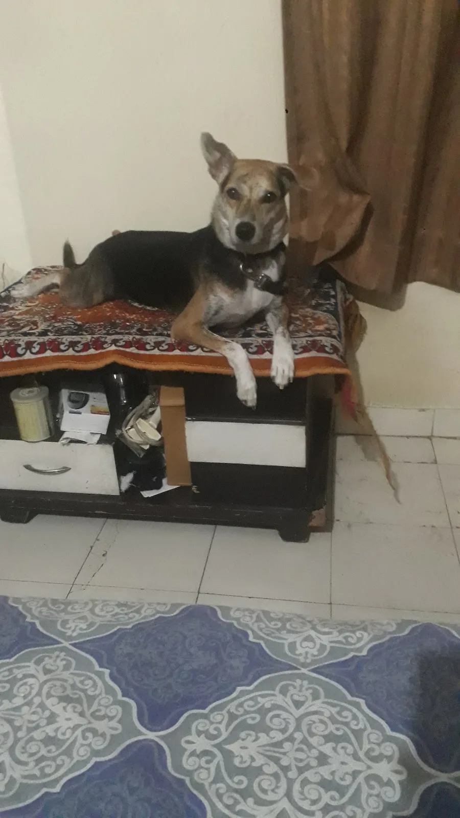 SS Dog Walker & Boarding Centre