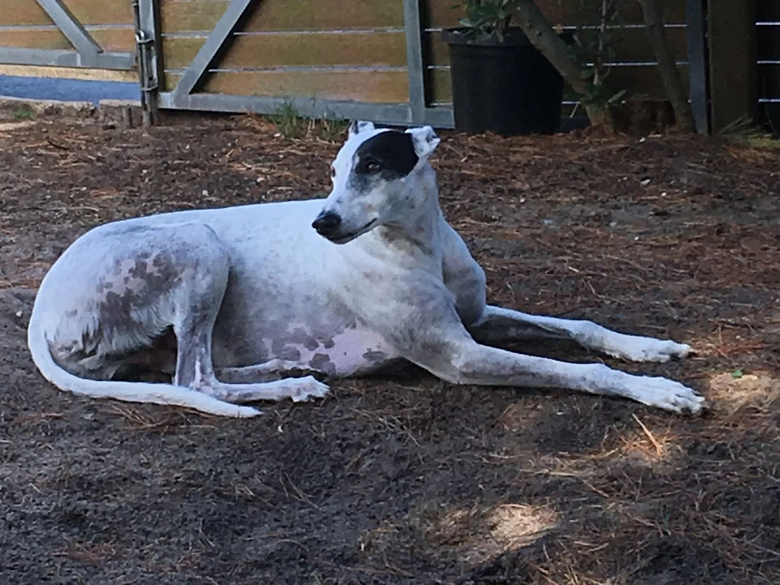 Pet Medical Crisis