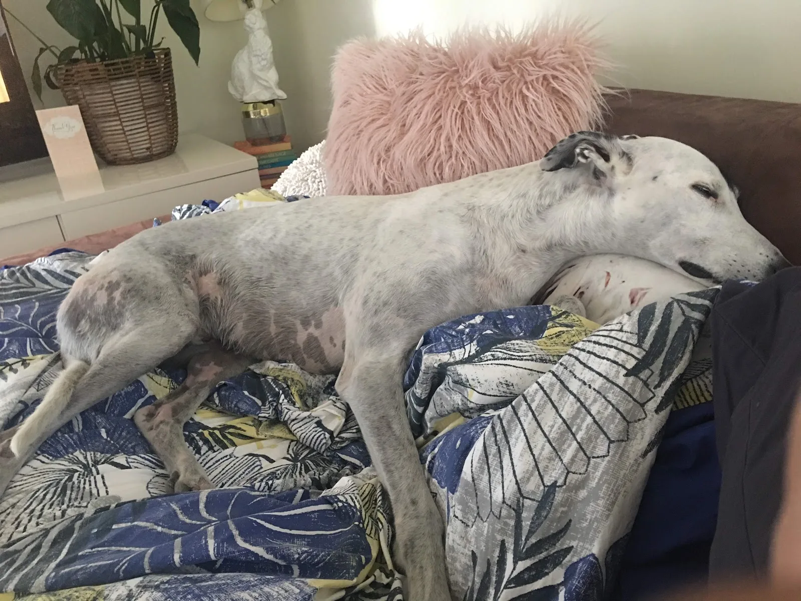Pet Medical Crisis