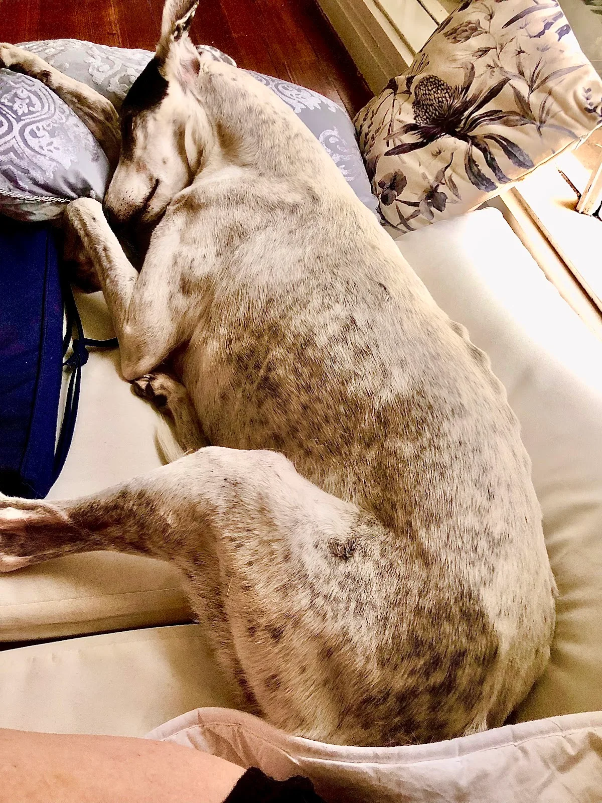 Pet Medical Crisis
