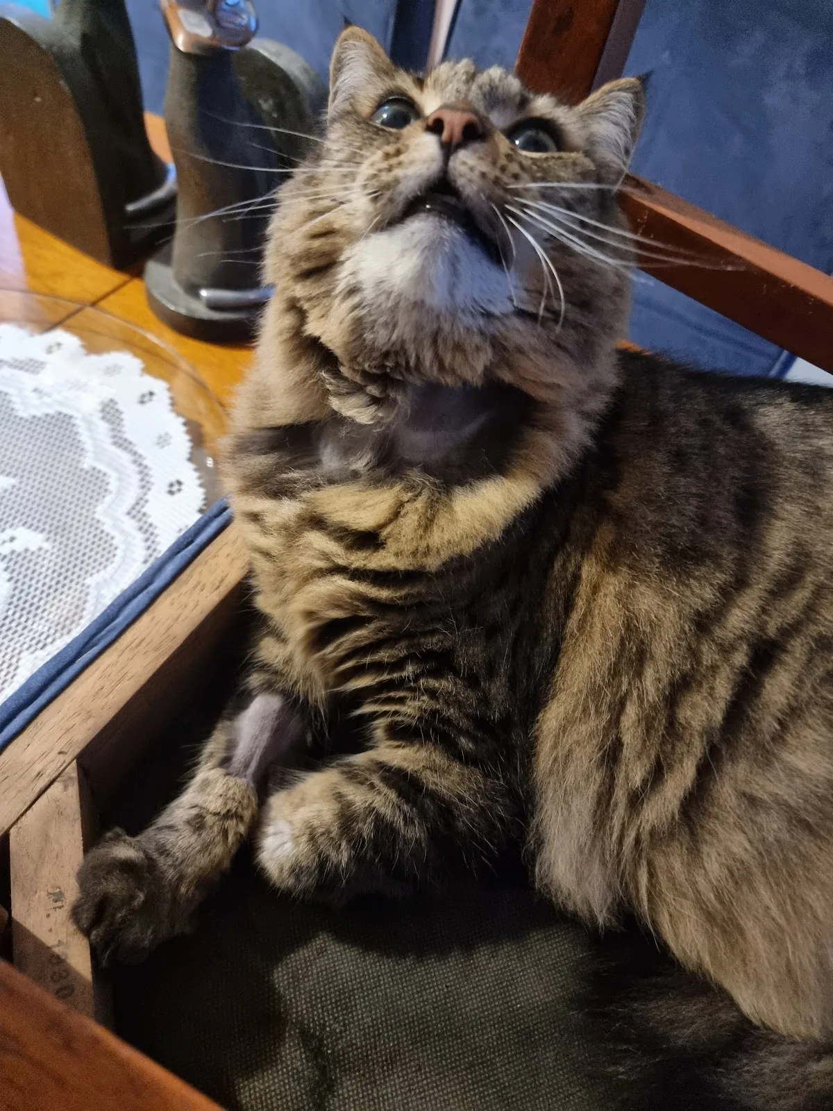 Pet Medical Crisis