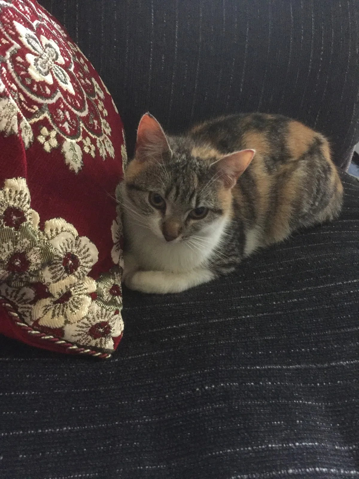 Millstream Animal Shelter Charity Shop