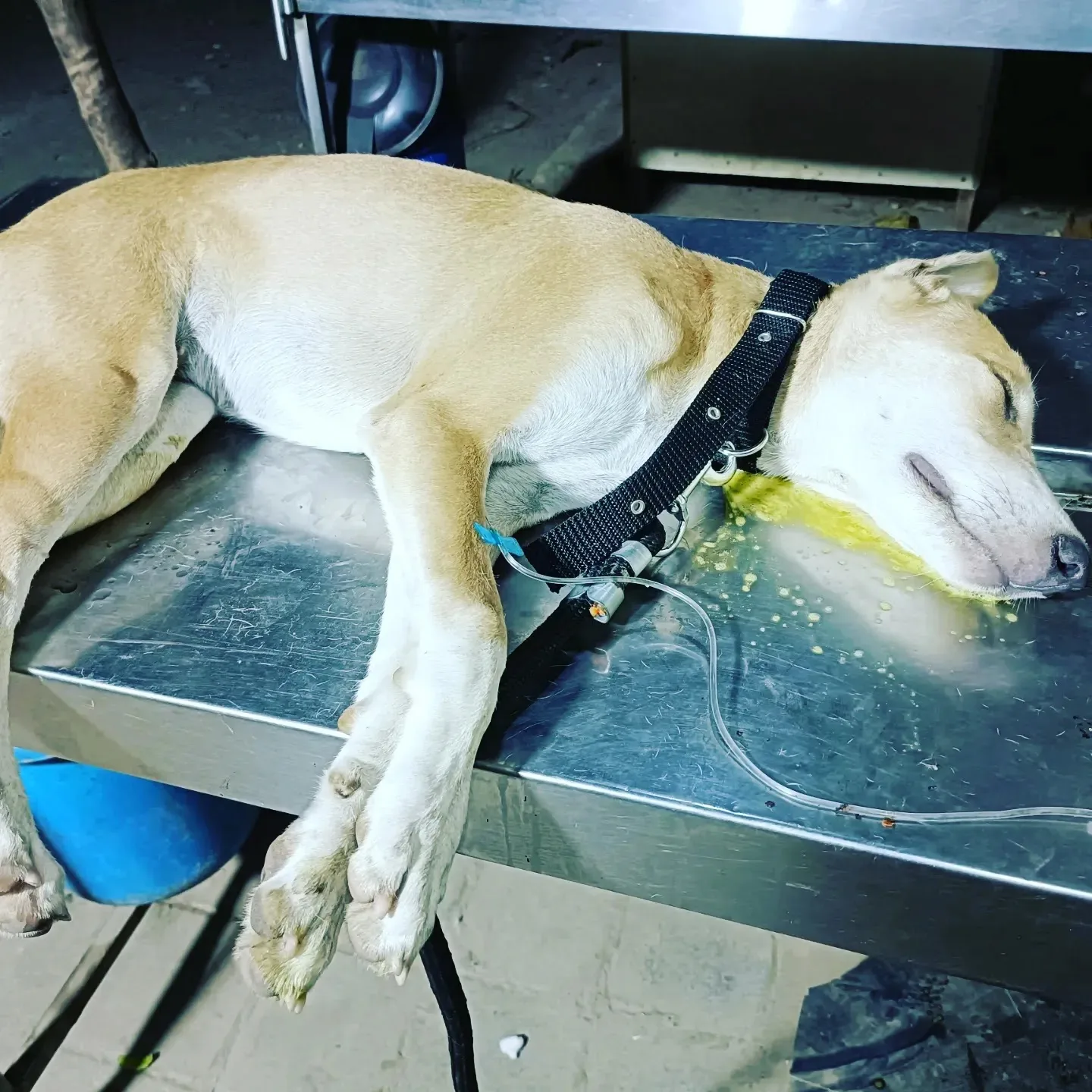 HOPE ANIMALS WELFARE FOUNDATION AND SHELTER