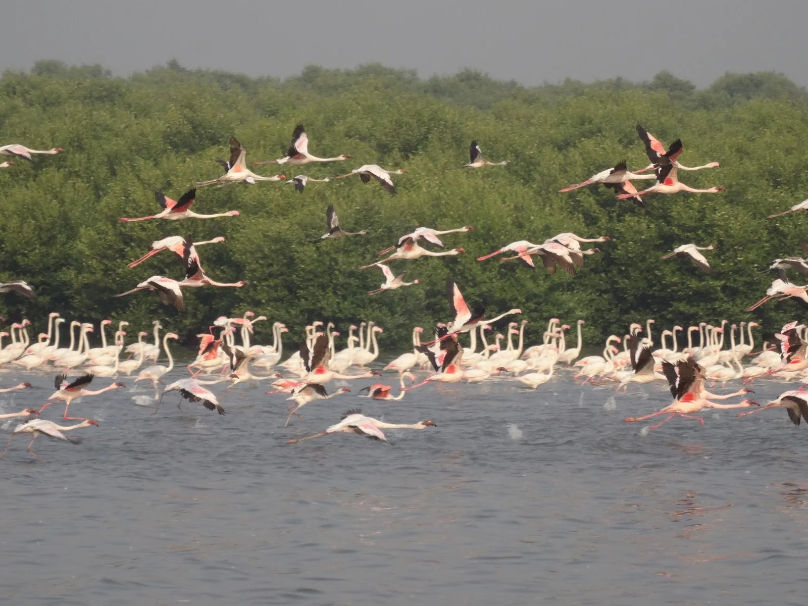 The Conservation Action Trust