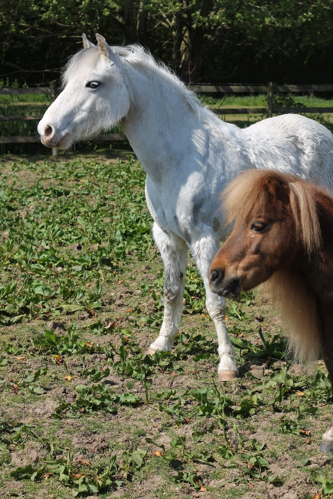 Wythall Animal Sanctuary