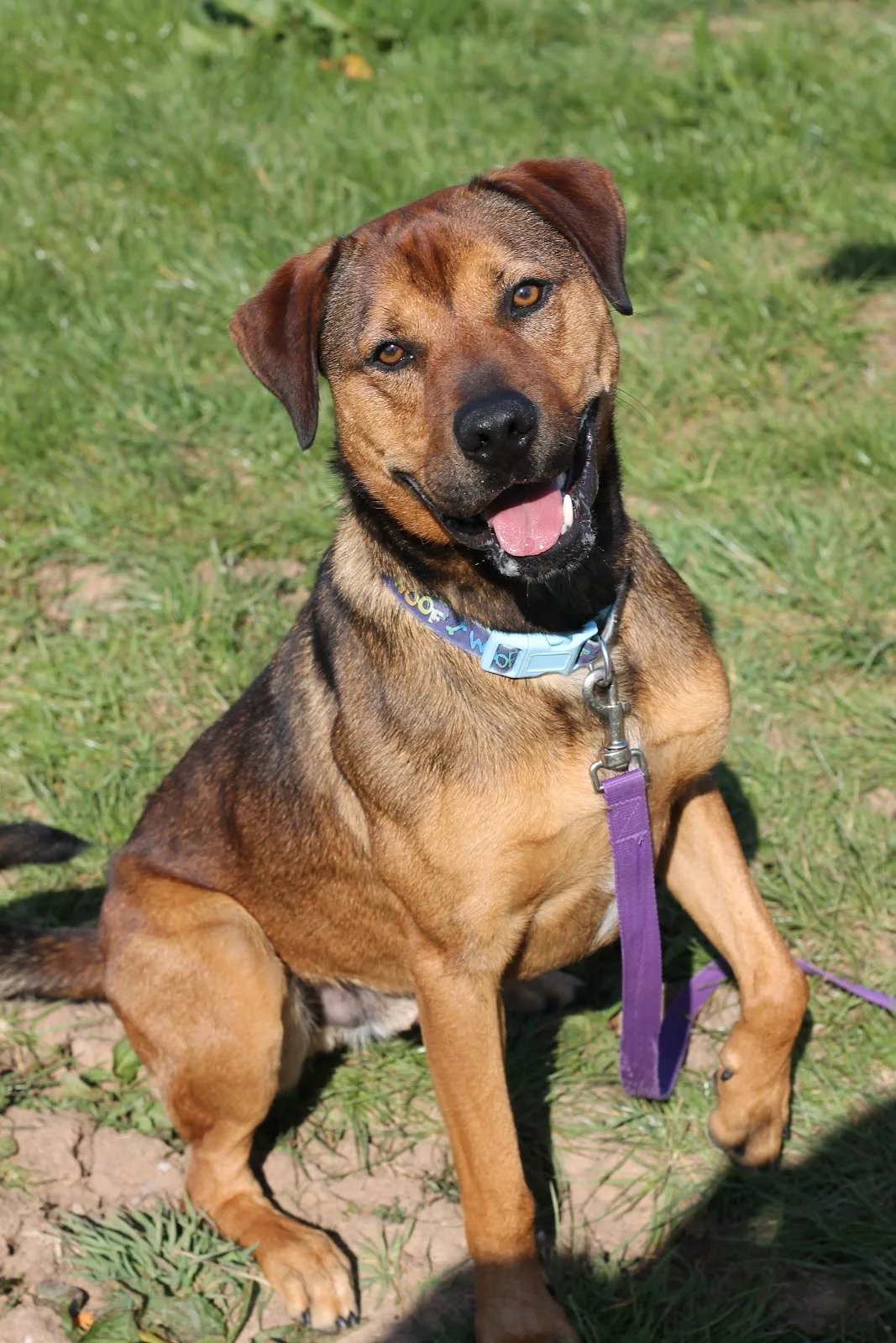 Wythall Animal Sanctuary
