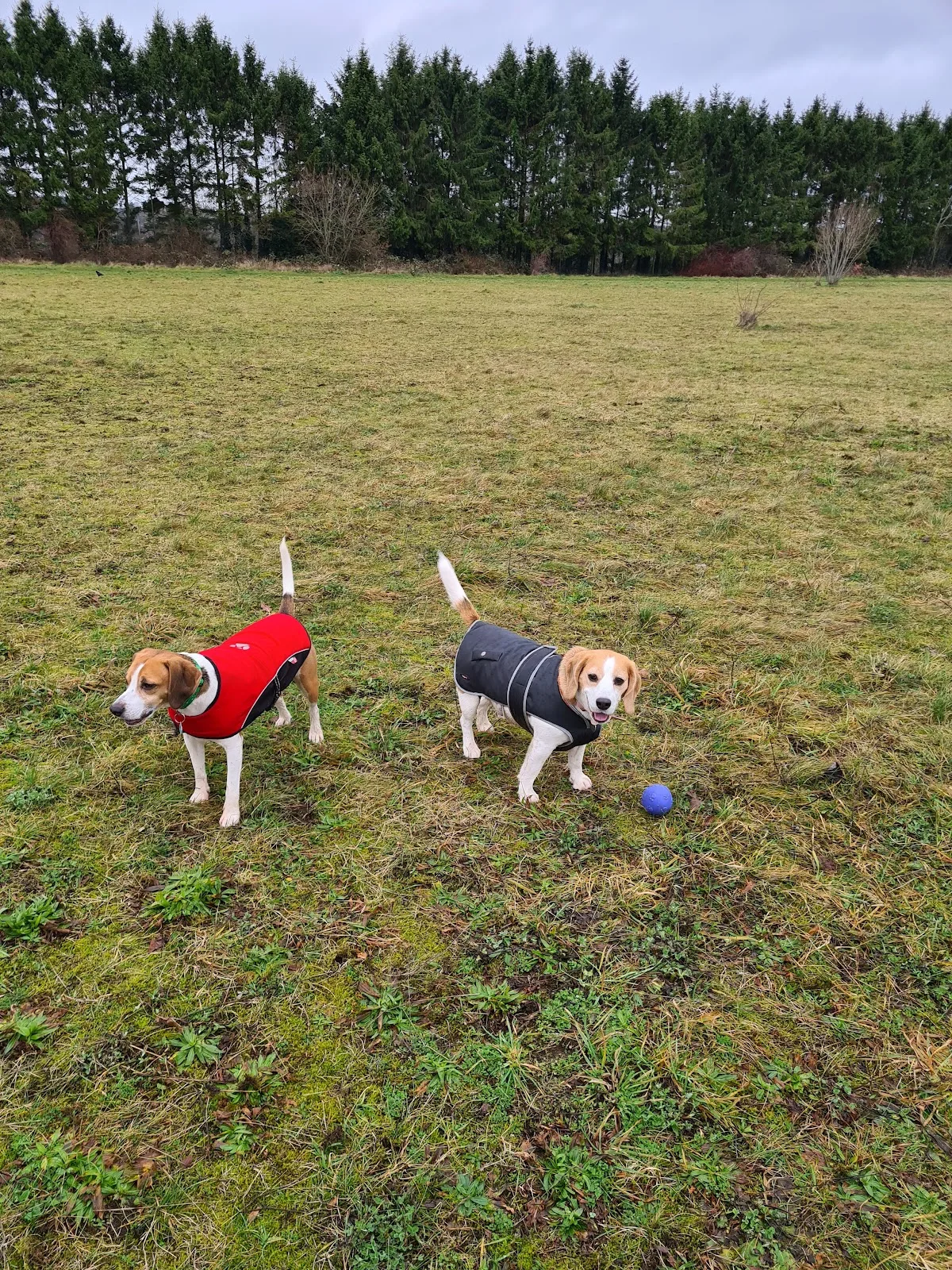 Wythall Animal Sanctuary