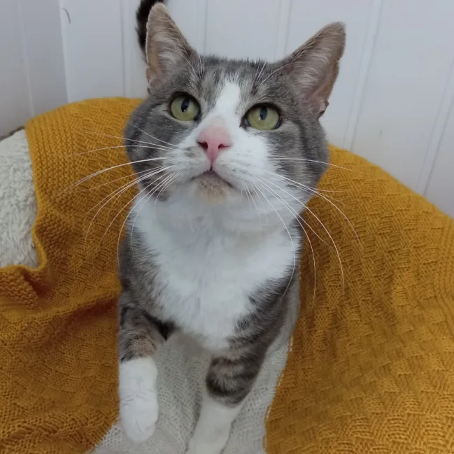 Wythall Animal Sanctuary