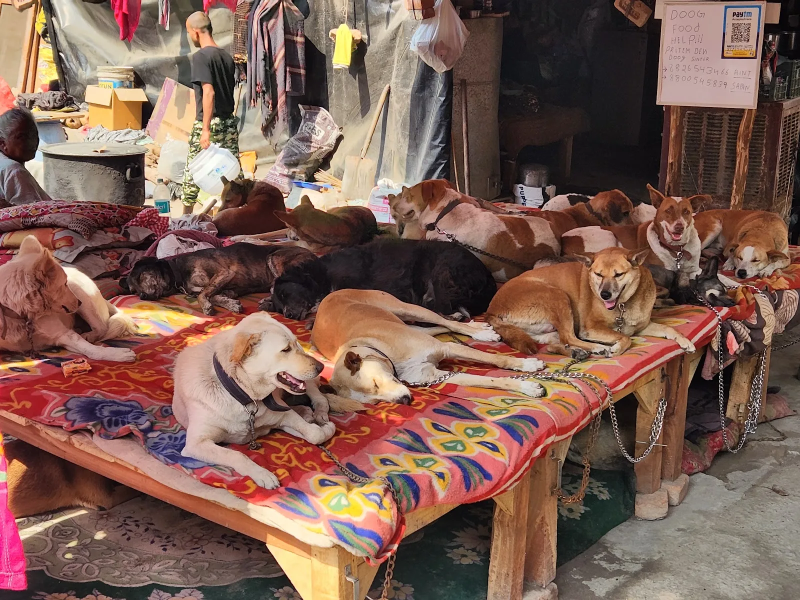 Dogs shelter