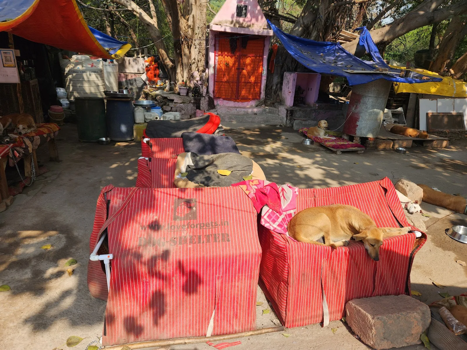 Dogs shelter