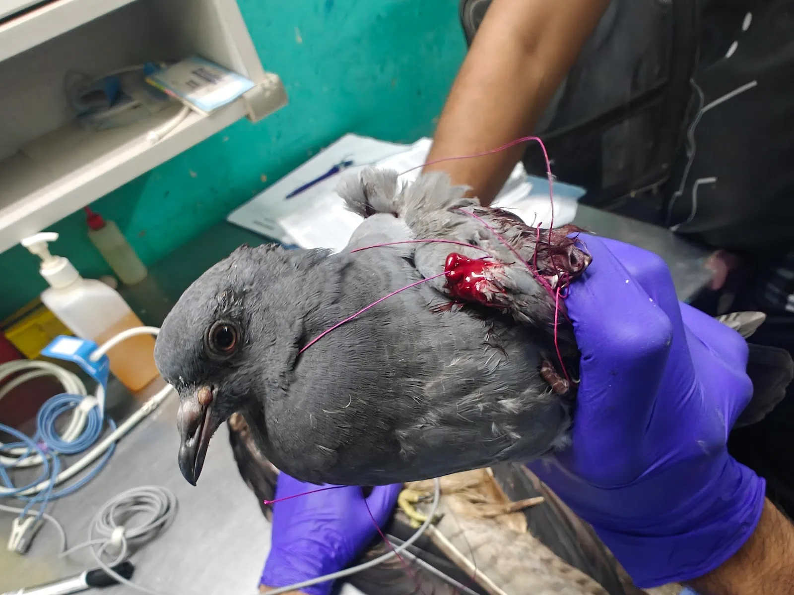 Wildlife Rescue