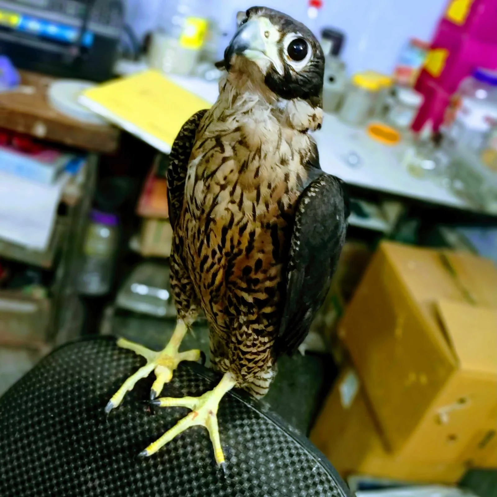 Wildlife Rescue