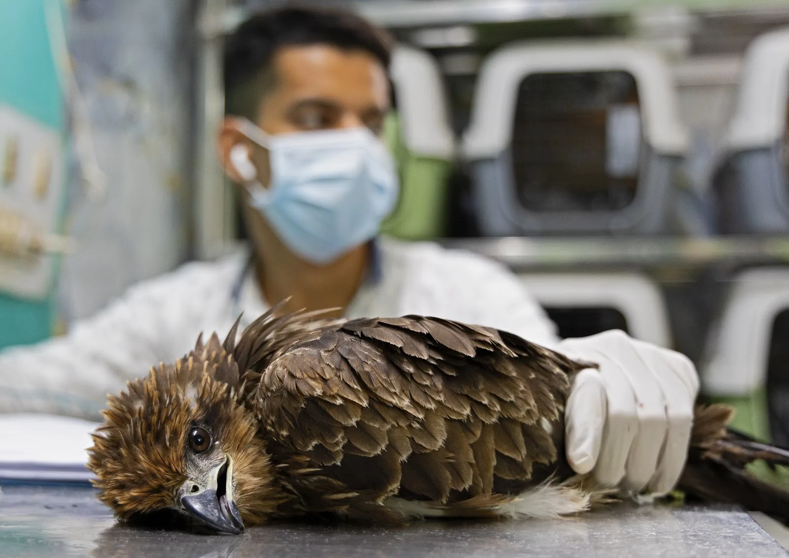 Wildlife Rescue