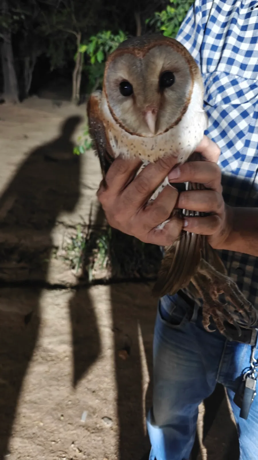 Wildlife Rescue