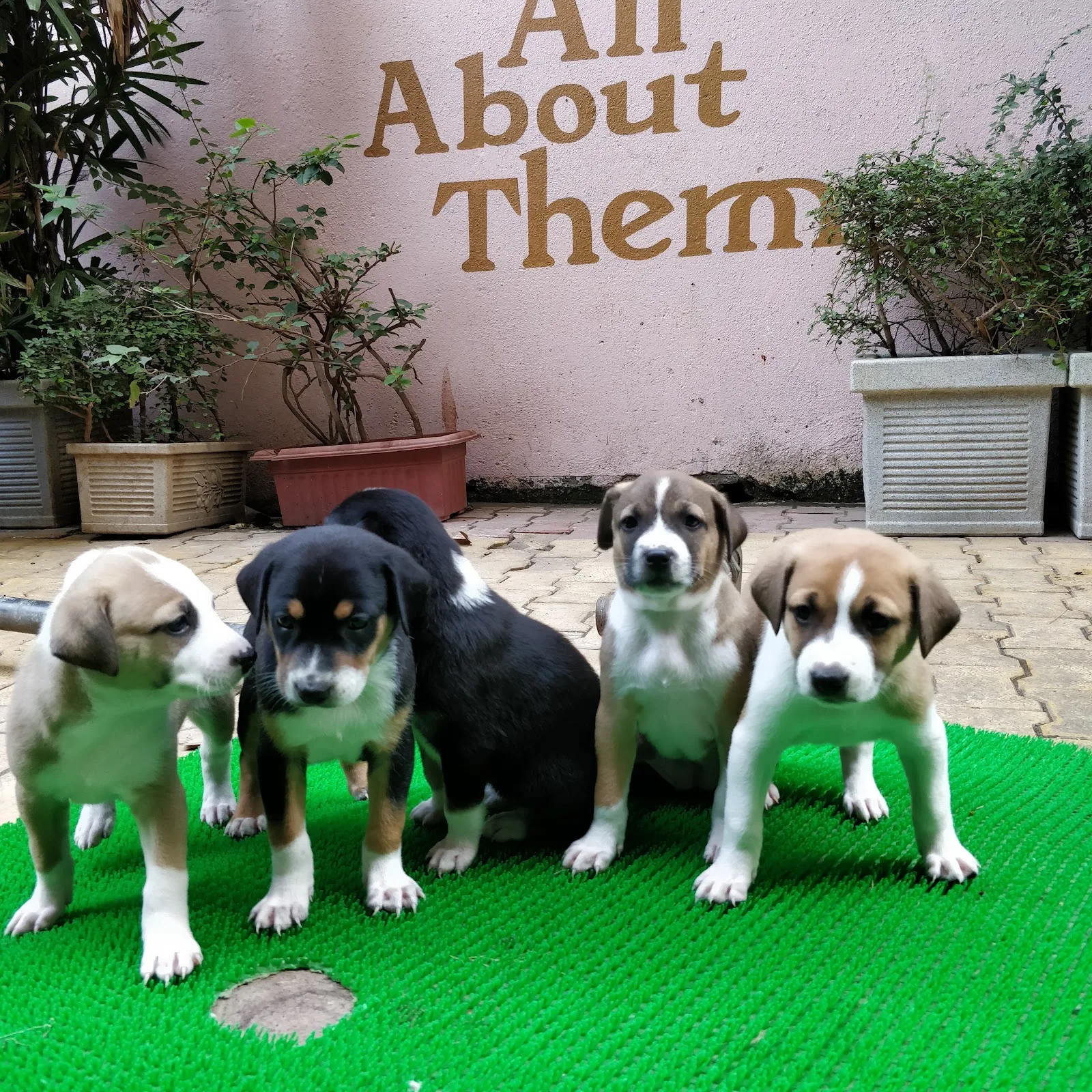 All About Them