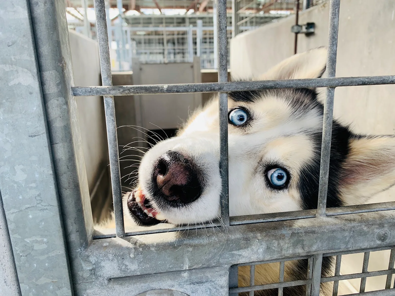 North Central Animal Shelter