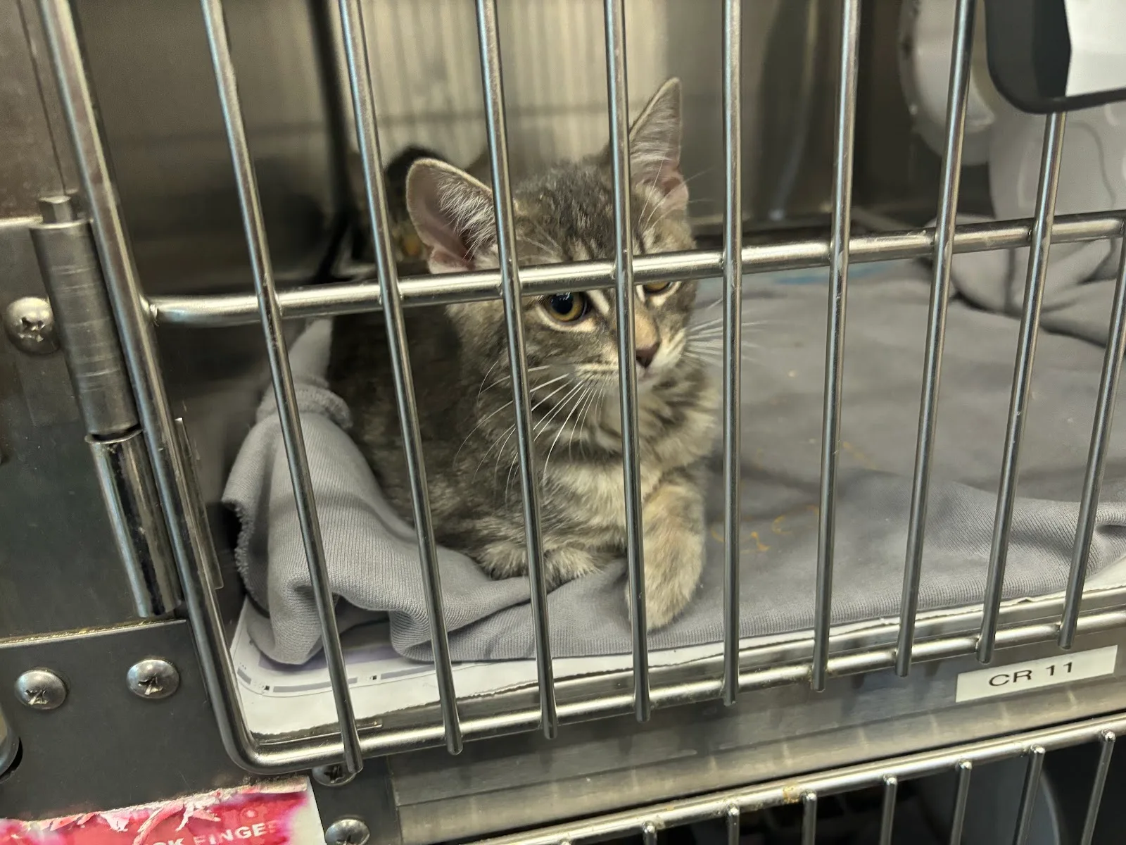 North Central Animal Shelter