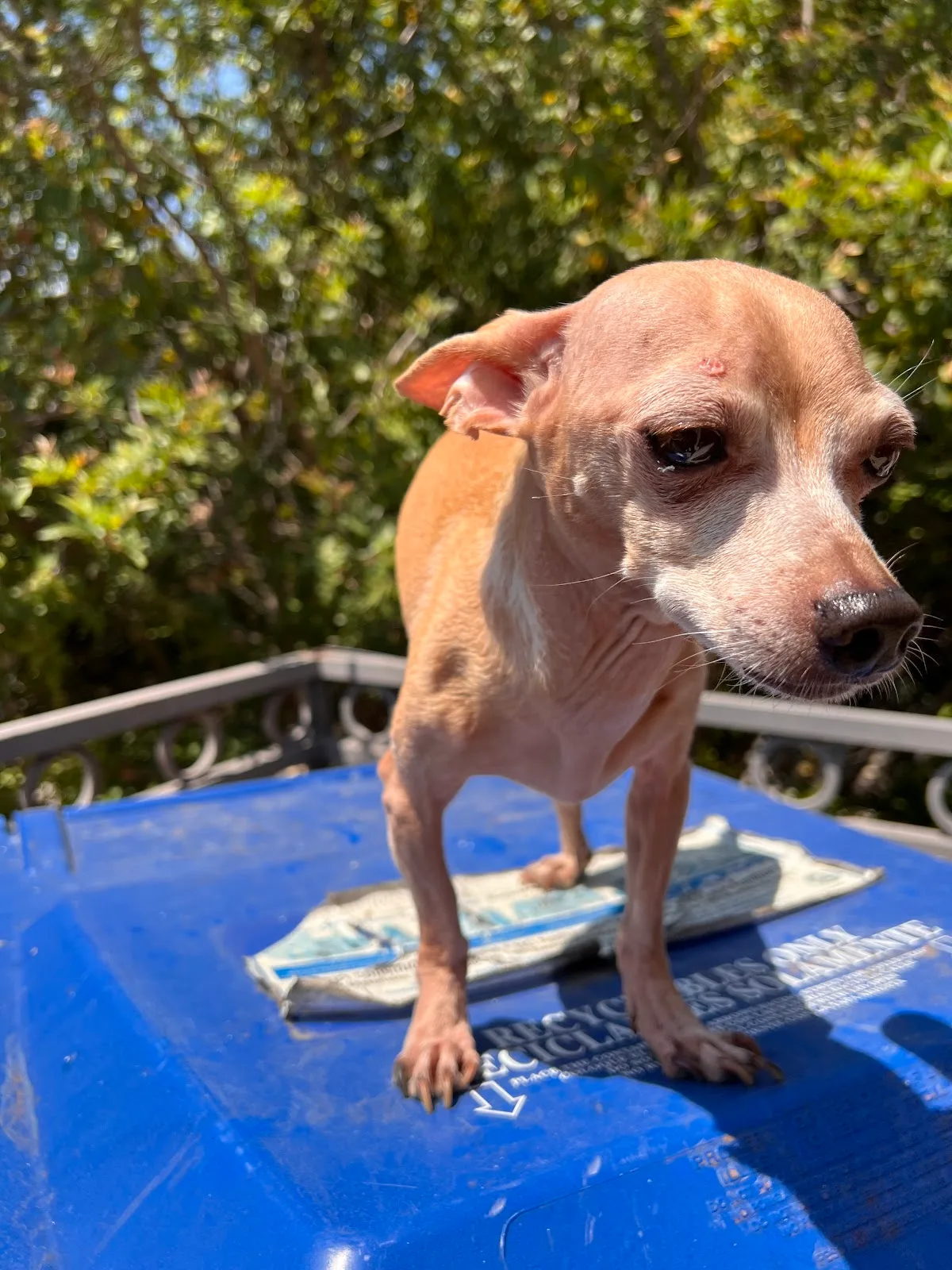 North Central Animal Shelter