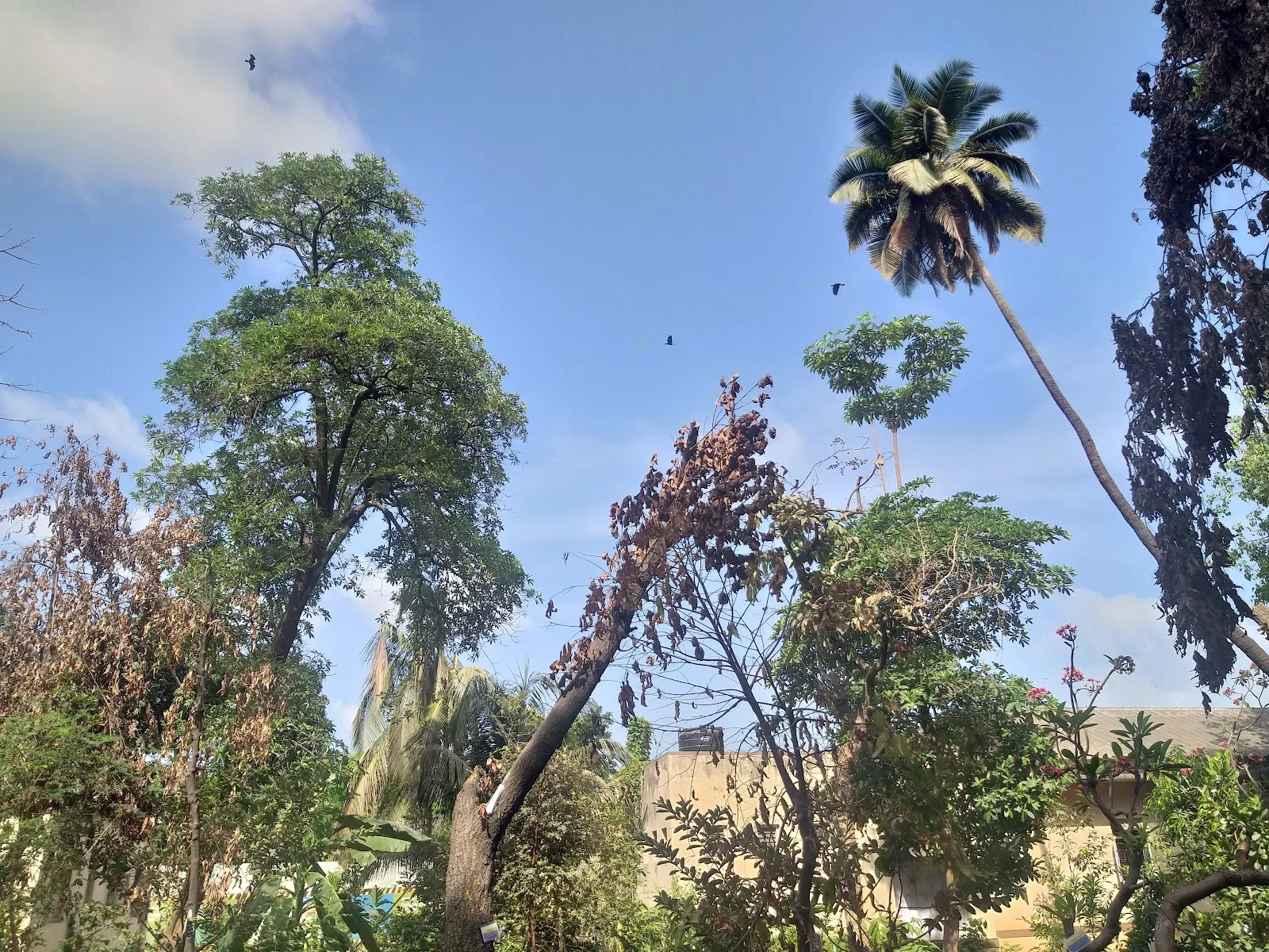 Anand Niketan