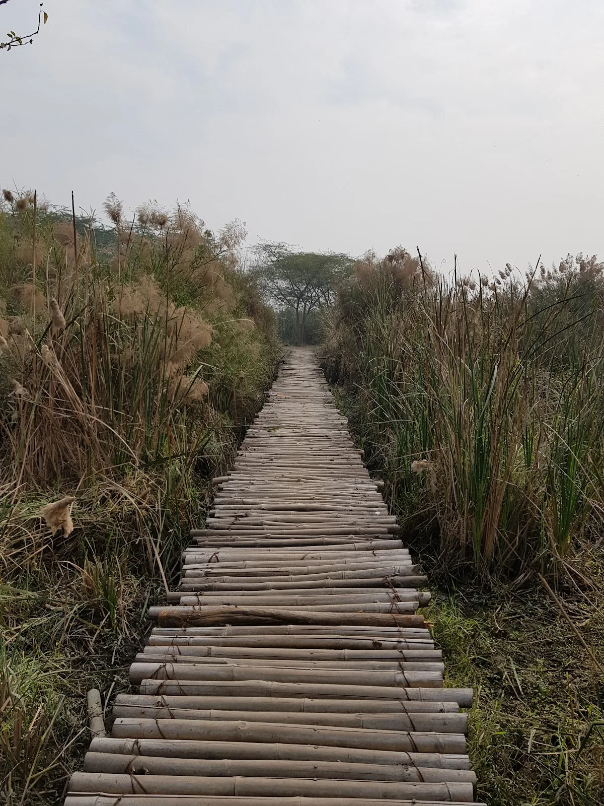 Okhla Bird Sanctuary