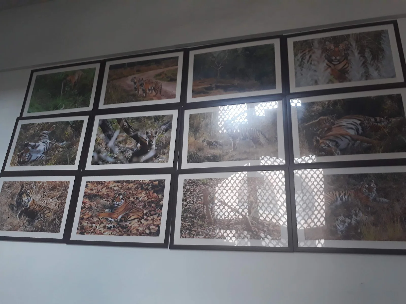 WWF-India