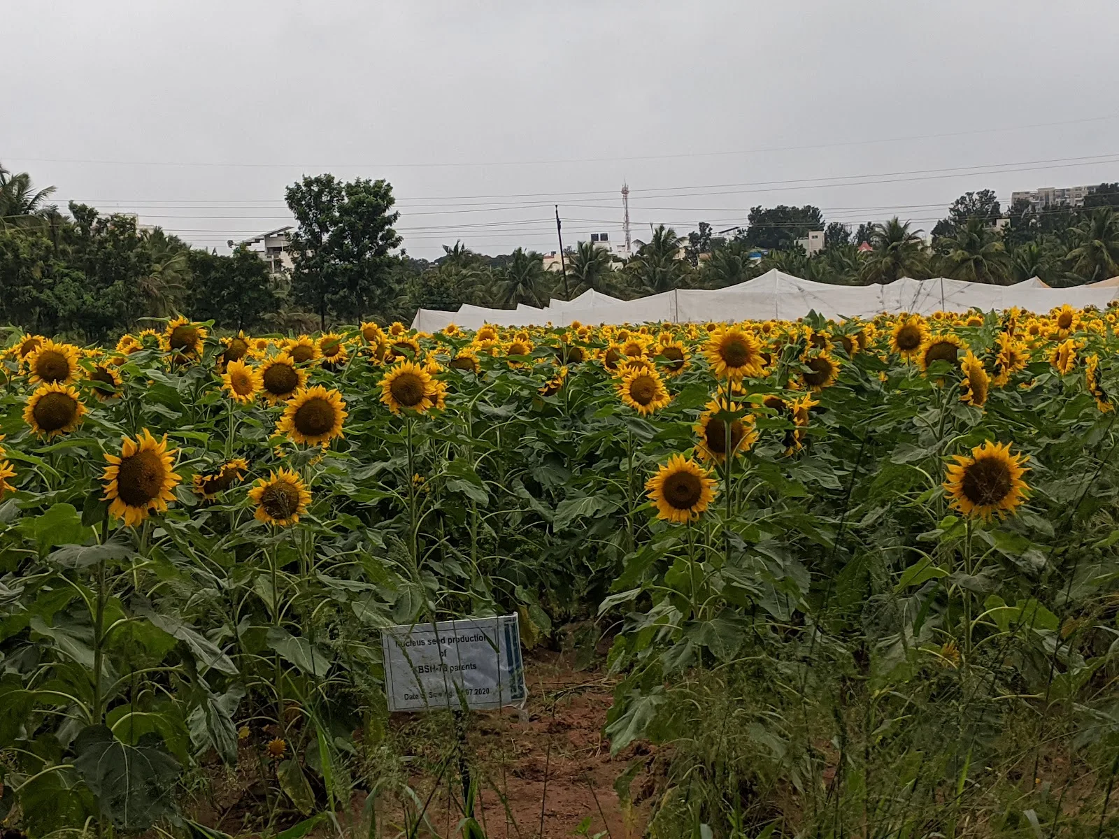Karnataka State Seed And Organic Certification Agency
