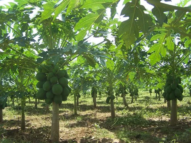 Karnataka State Seed And Organic Certification Agency