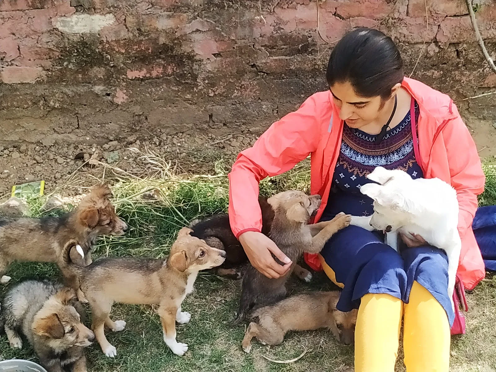 Kalyani Animal Welfare Foundation