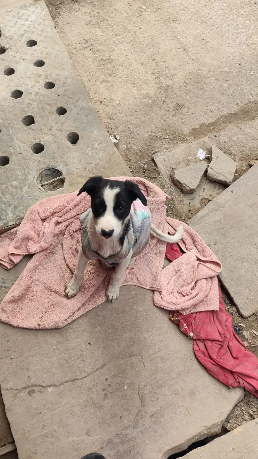 Kalyani Animal Welfare Foundation