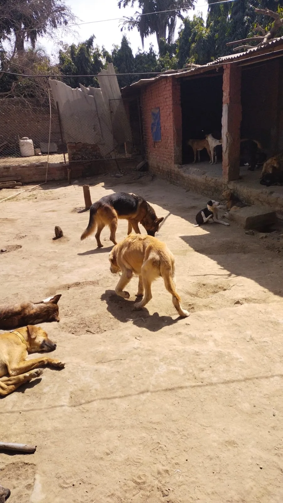 Kalyani Animal Welfare Foundation