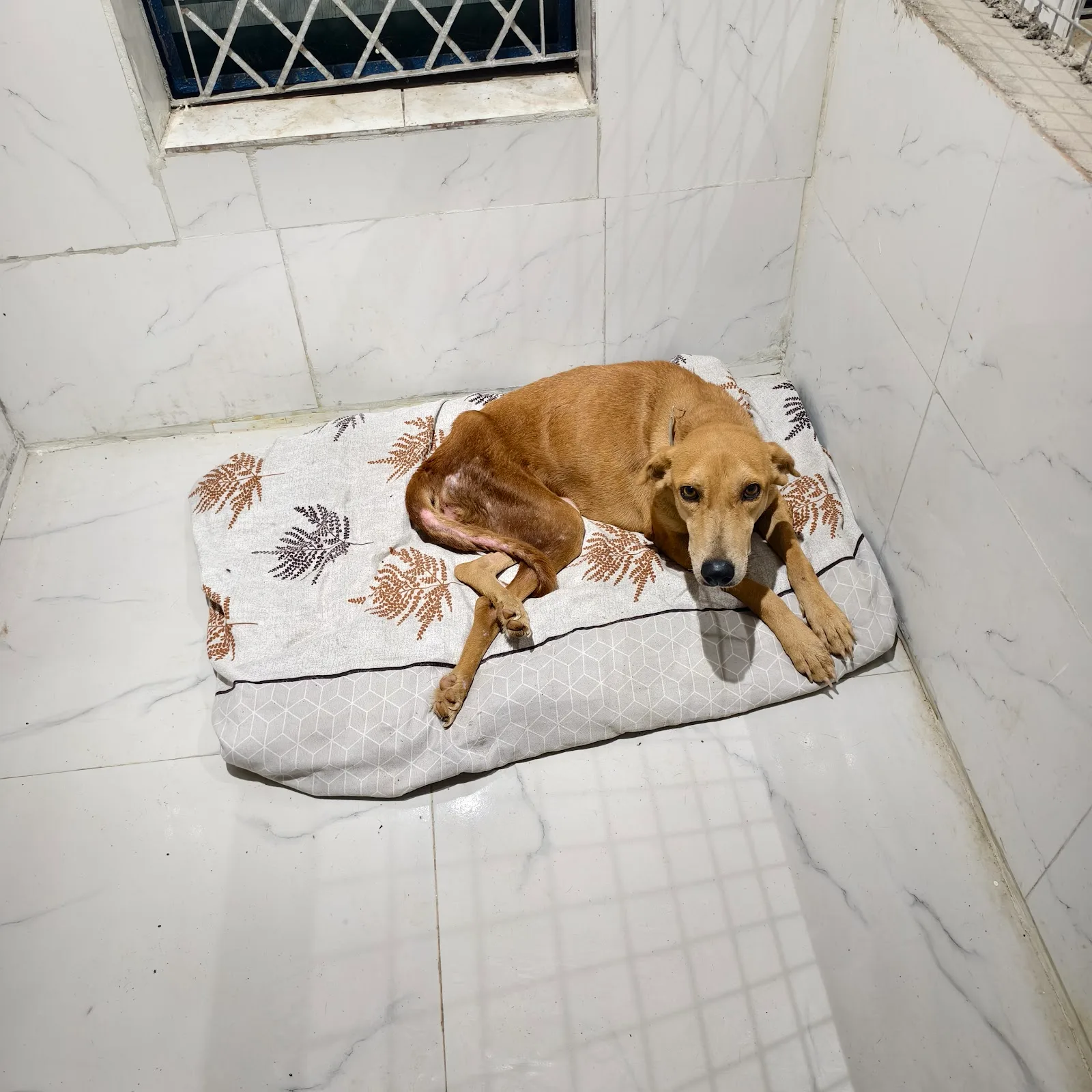Kalyani Animal Welfare Foundation