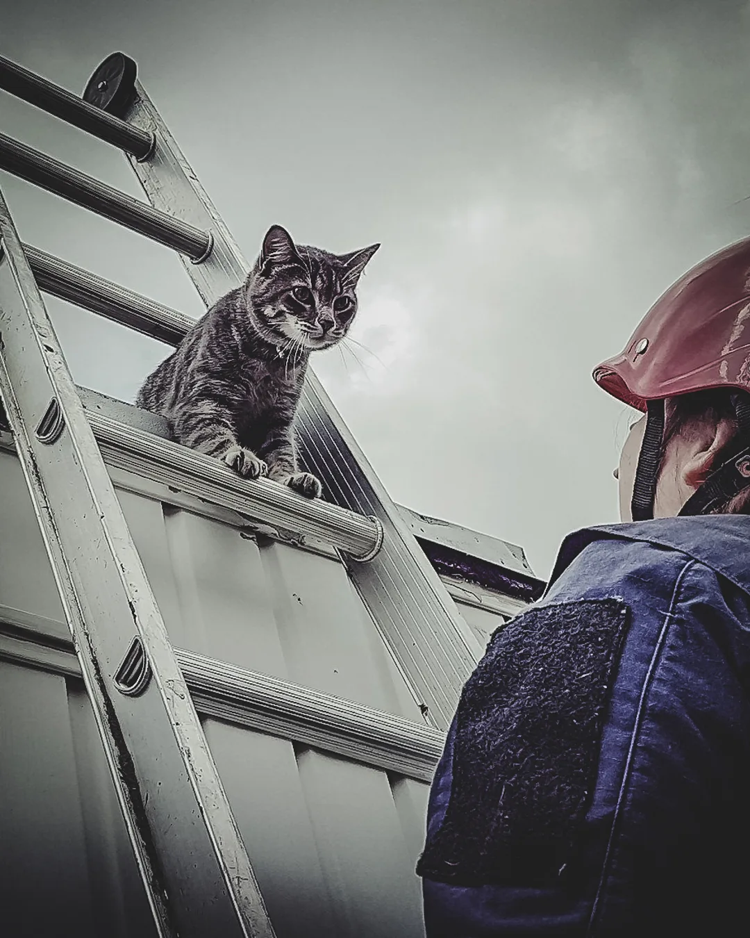 Sauvetage Animal Rescue