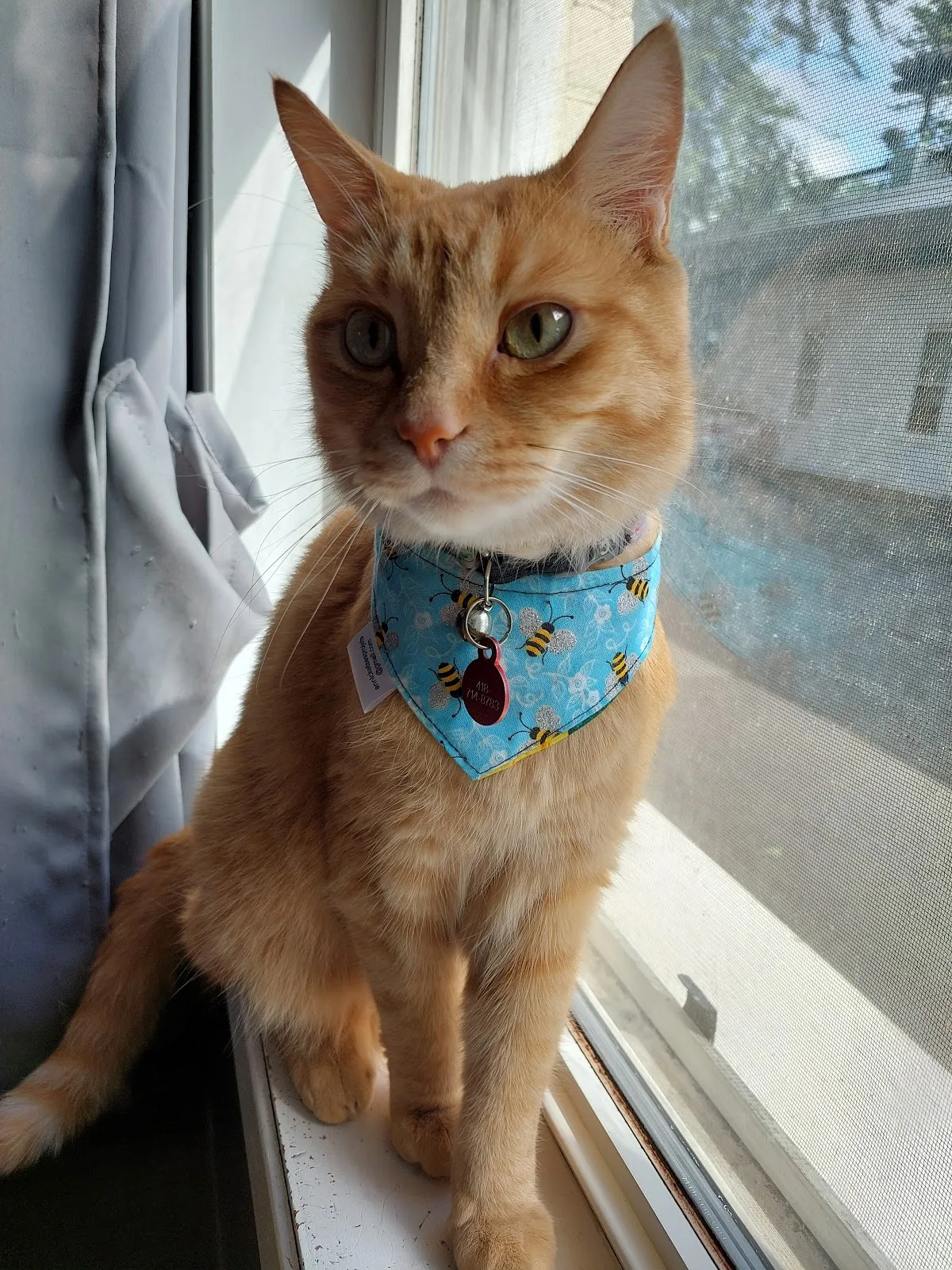 Sauvetage Animal Rescue