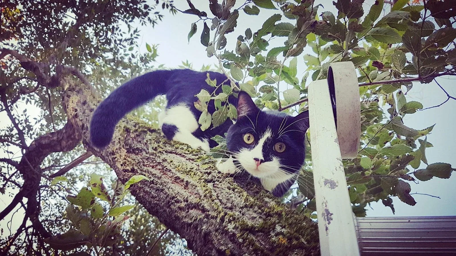 Sauvetage Animal Rescue