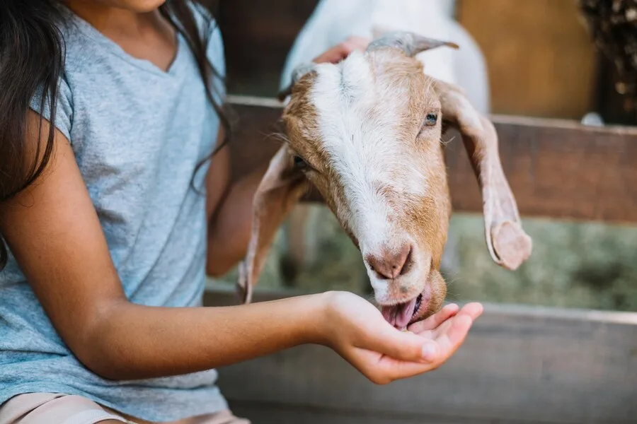 India Animal Fund