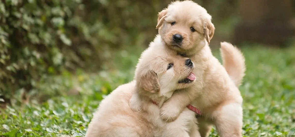 India Animal Fund