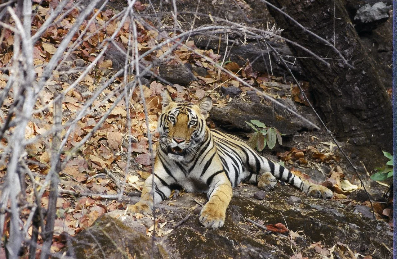 Wildlife Safari India ( INT )