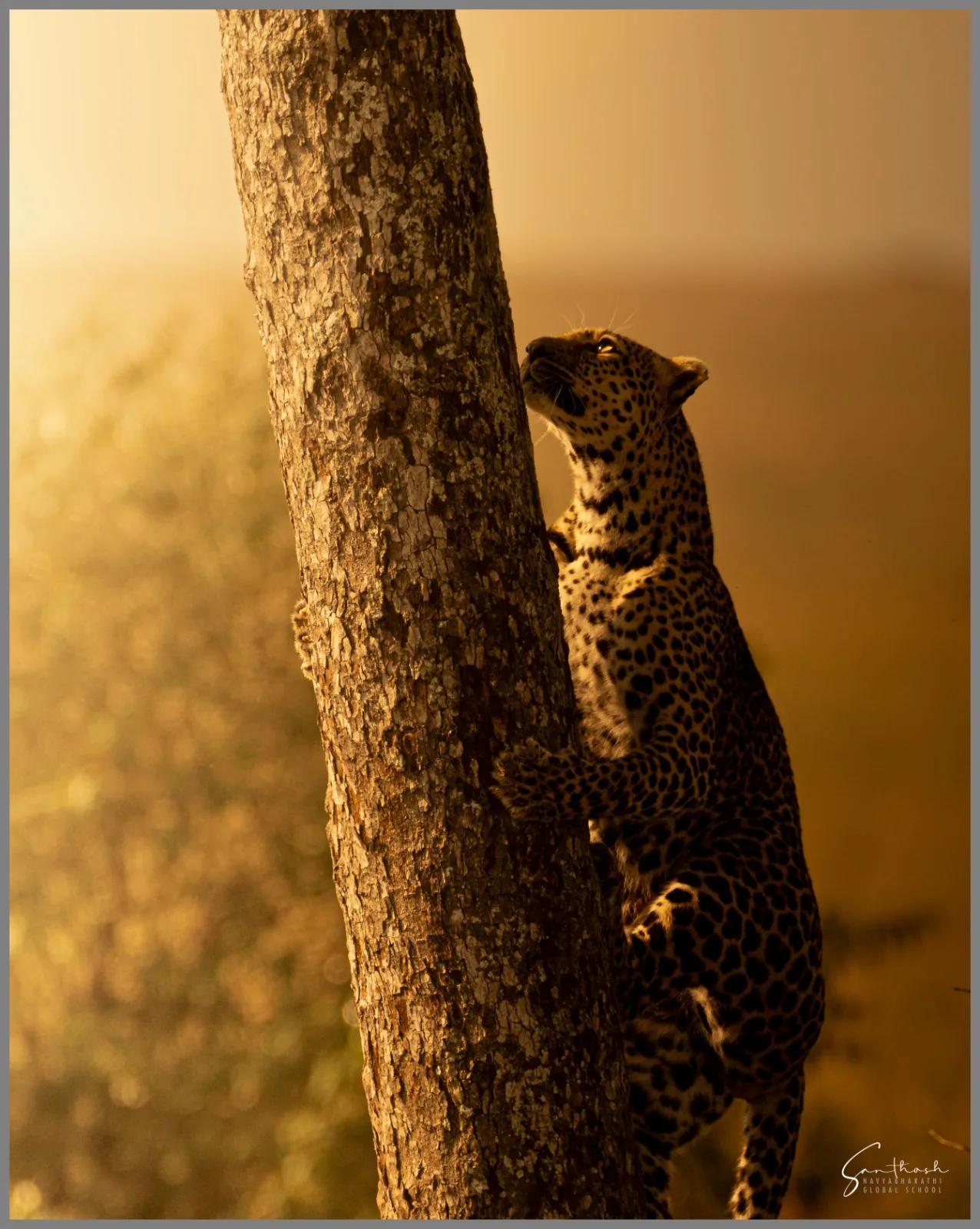 Wildlife Safari India ( INT )