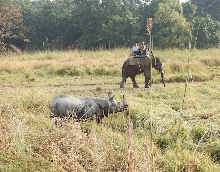 Wildlife Safari India ( INT )