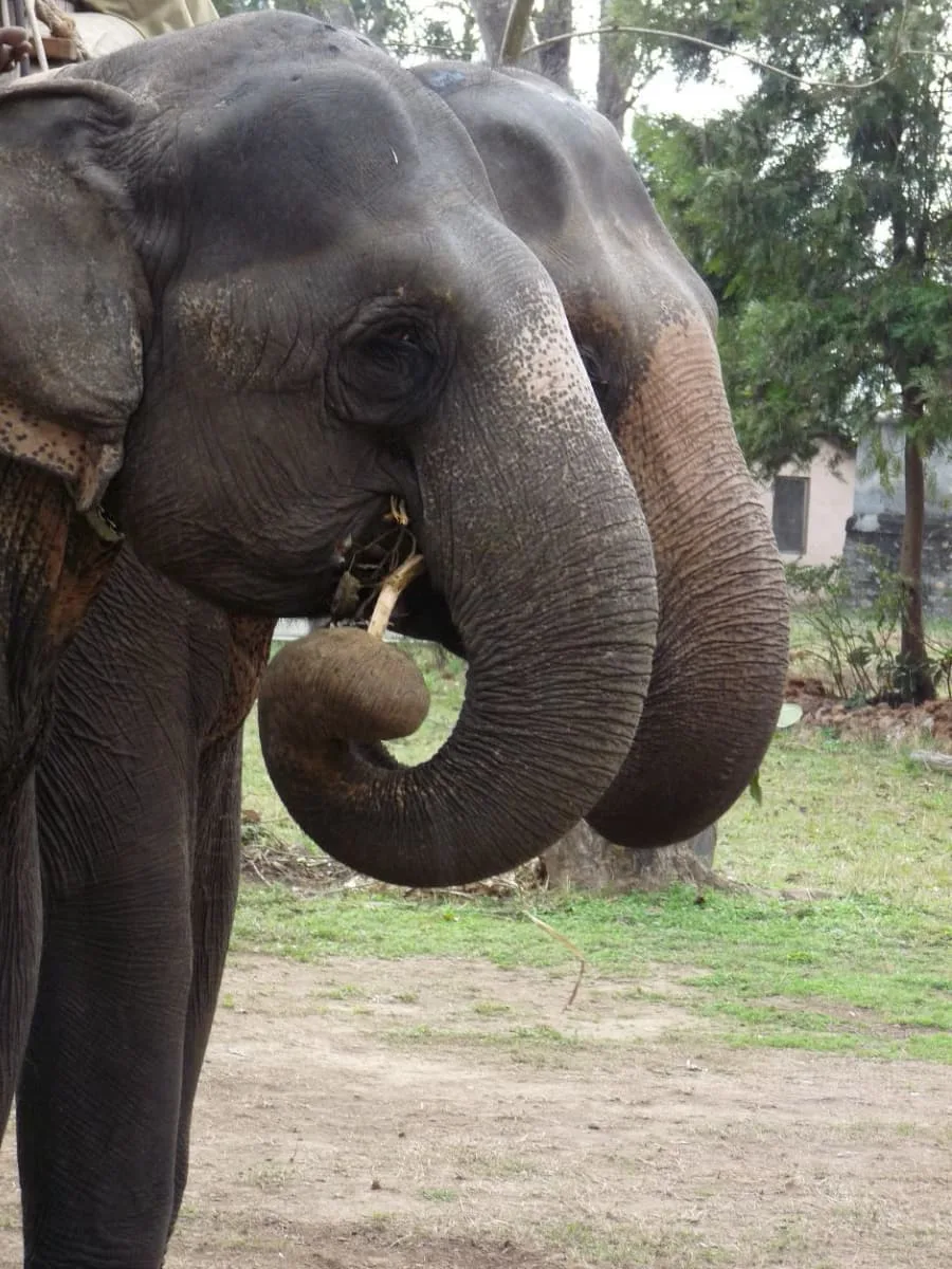 Wildlife Safari India ( INT )